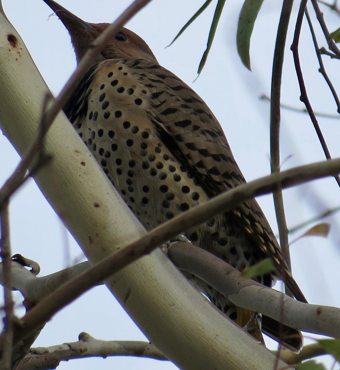 Northern Flicker (Yellow-shafted x Red-shafted) - Thomas Wurster