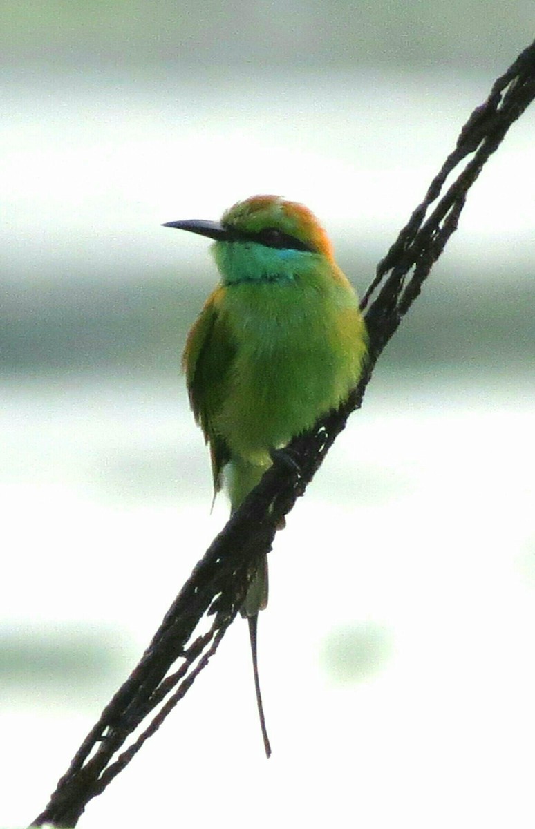 Asian Green Bee-eater - Divesh Manchekar