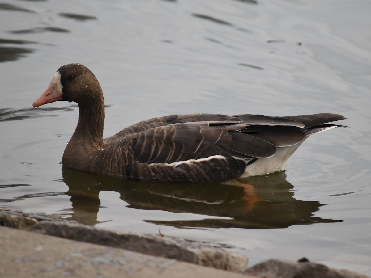 Greater White-fronted Goose - Domo De Bryl