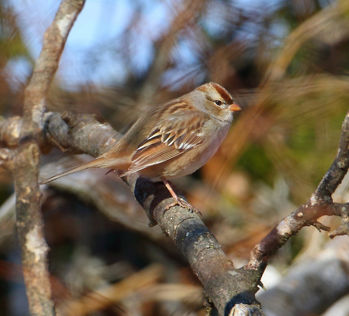 White-crowned Sparrow - ML80922031