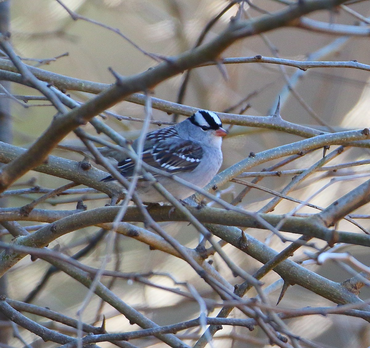 White-crowned Sparrow - ML80922061