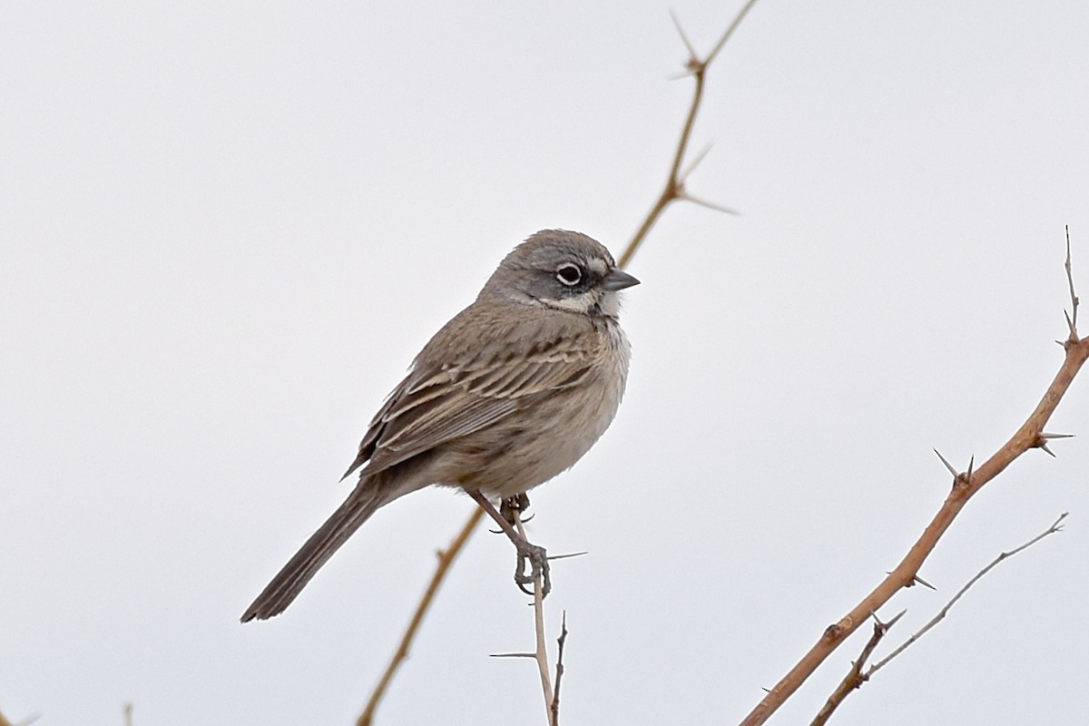 Sagebrush/Bell's Sparrow (Sage Sparrow) - ML80923161