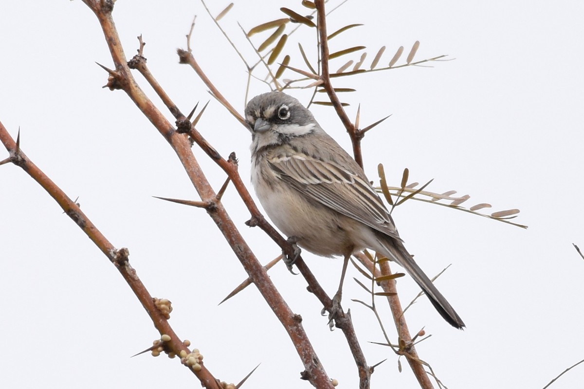 Sagebrush/Bell's Sparrow (Sage Sparrow) - ML80923171