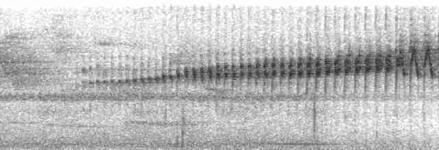 Dreistreifen-Waldsänger (auricularis) - ML80924