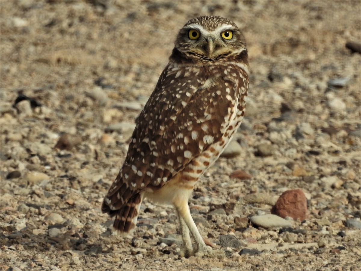 Burrowing Owl - ML80925011