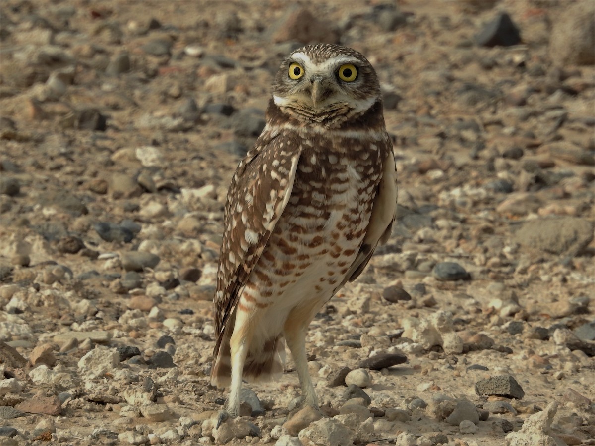 Burrowing Owl - ML80925021