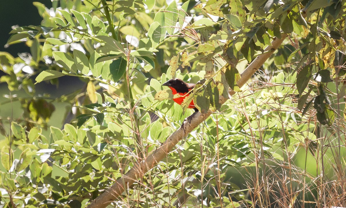 Red-breasted Meadowlark - David Monroy Rengifo