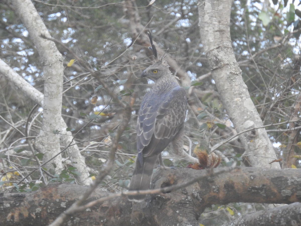 Changeable Hawk-Eagle (Crested) - ML80925781