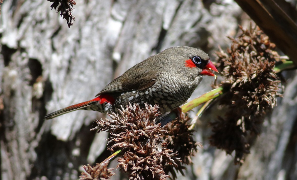 Red-eared Firetail - ML80929401