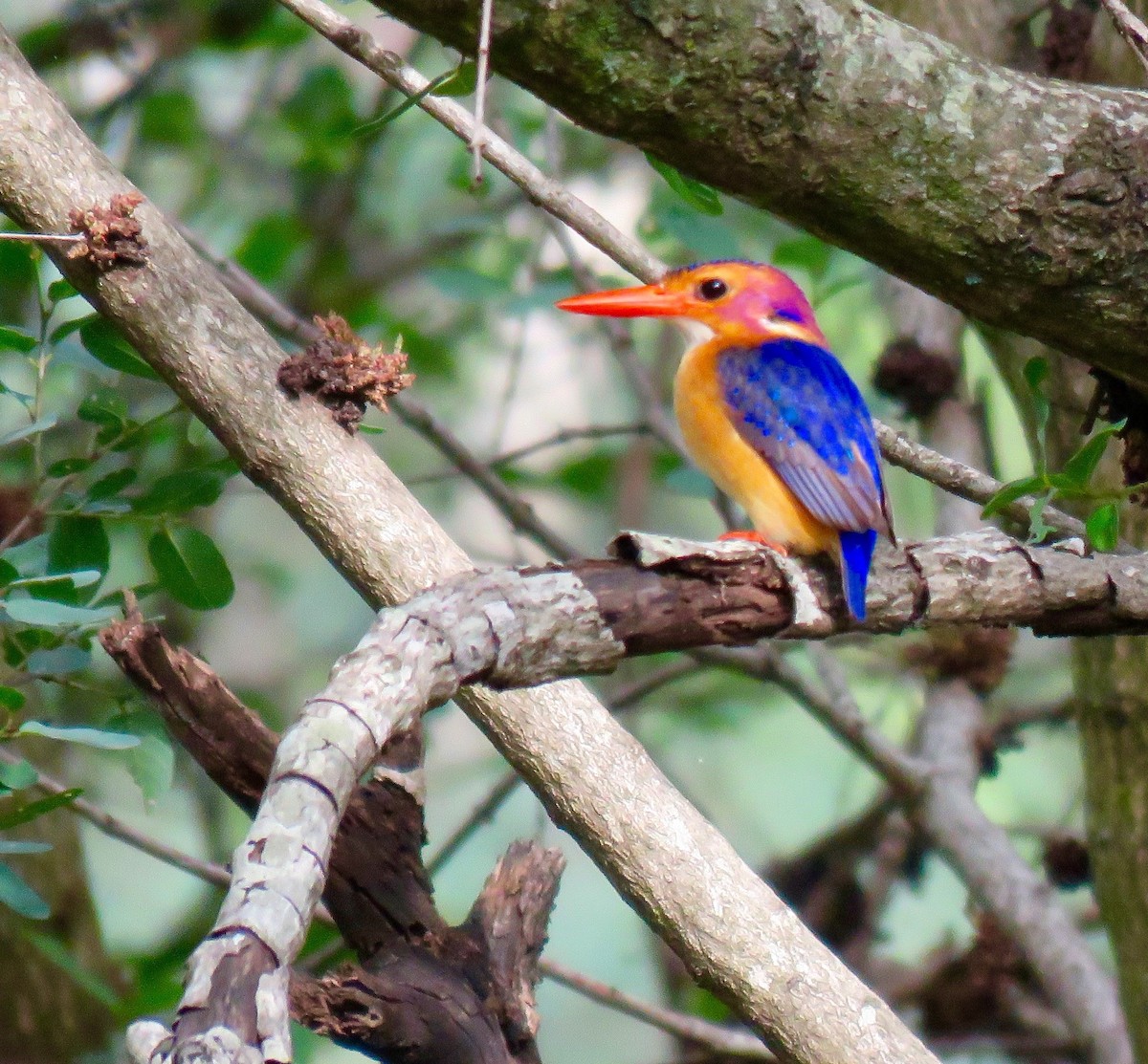 African Pygmy Kingfisher - Mich Coker