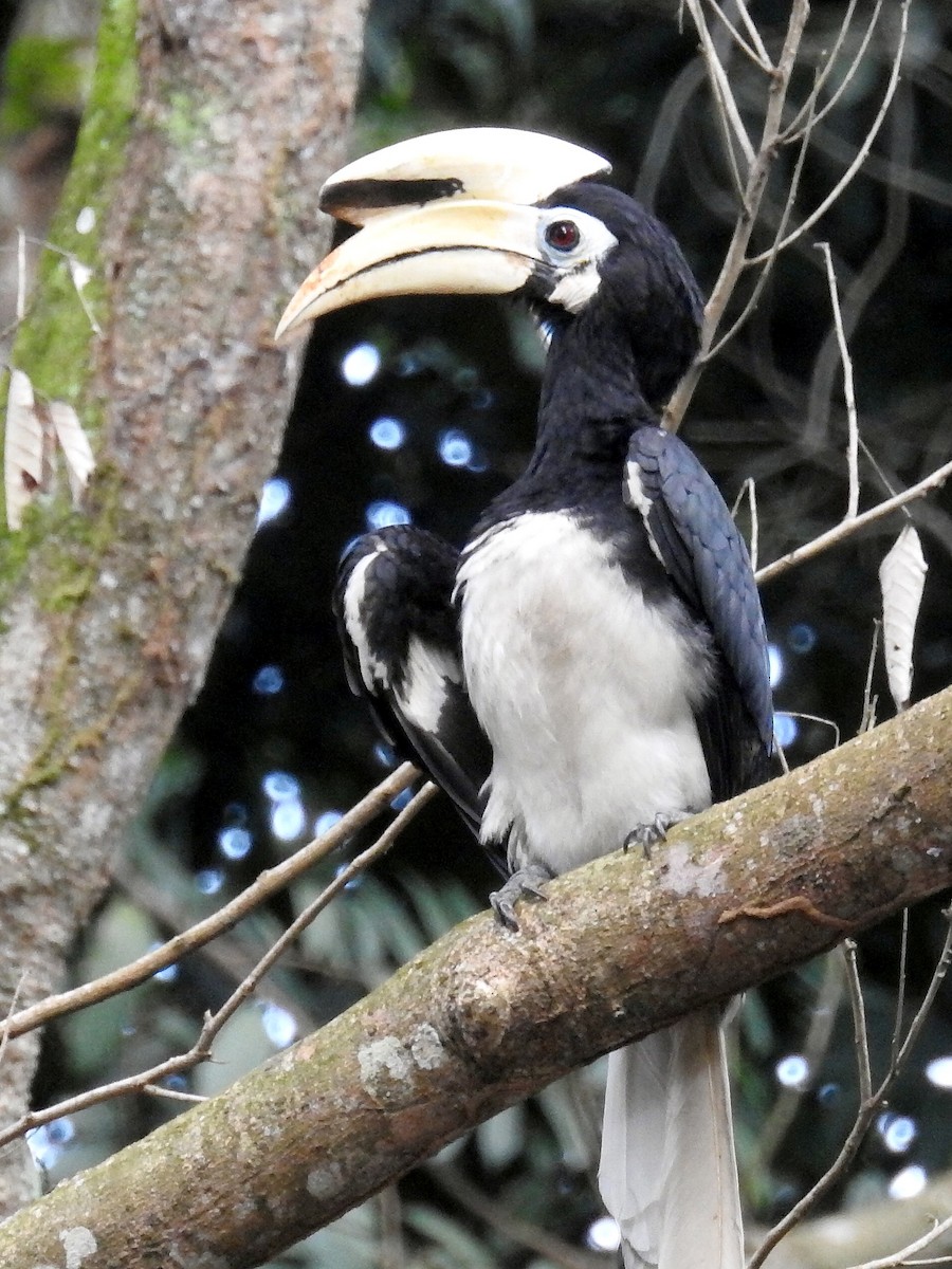 Oriental Pied-Hornbill - Chow Chong Peck