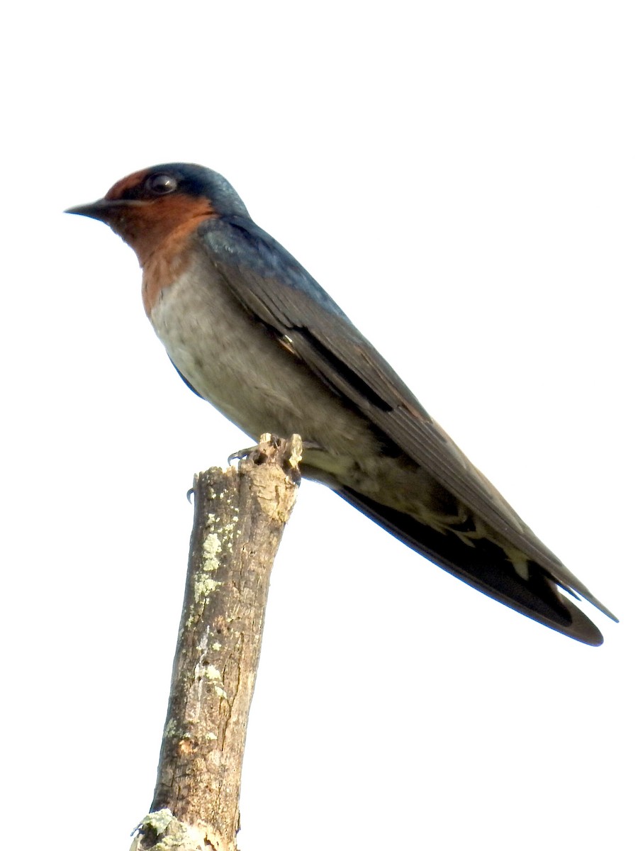Pacific Swallow - Chow Chong Peck