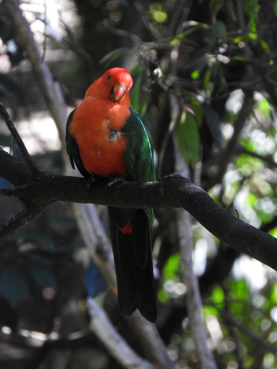 Australian King-Parrot - David Dedenczuk