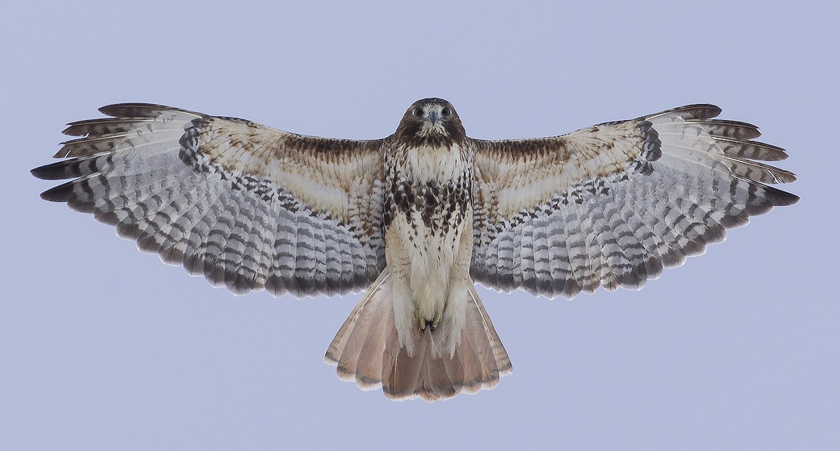 Red-tailed Hawk (abieticola) - ML80930791