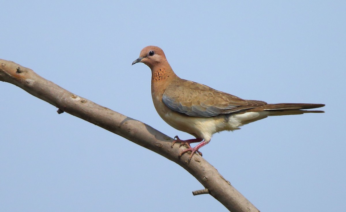 Laughing Dove - ML80933391