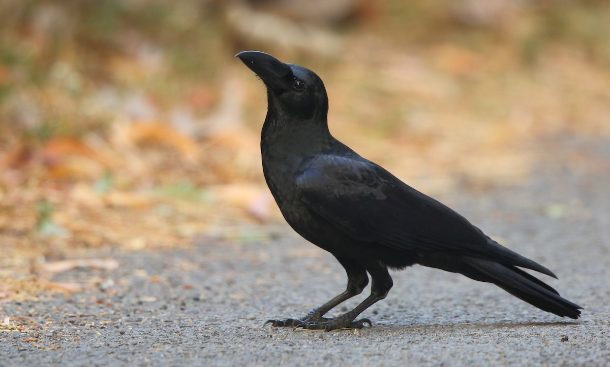 Large-billed Crow - Albin Jacob