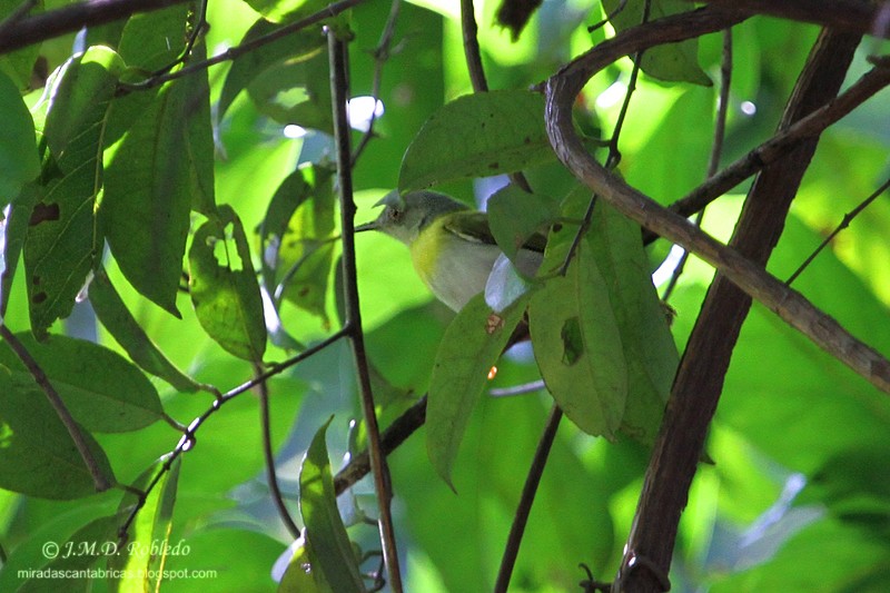 Yellow-breasted Apalis - ML80935101