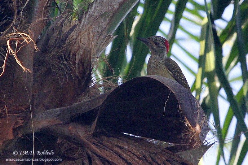Fine-spotted Woodpecker - ML80935721