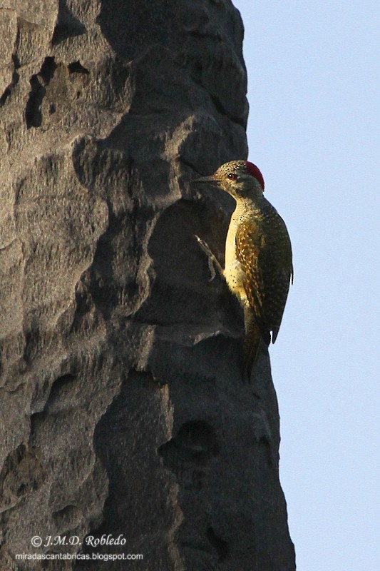 Fine-spotted Woodpecker - ML80935731