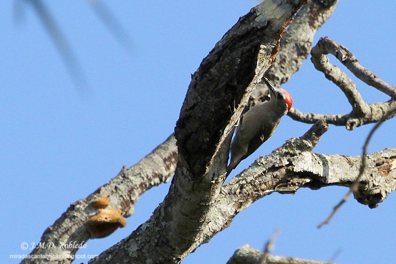 African Gray Woodpecker - Juan María Domínguez Robledo