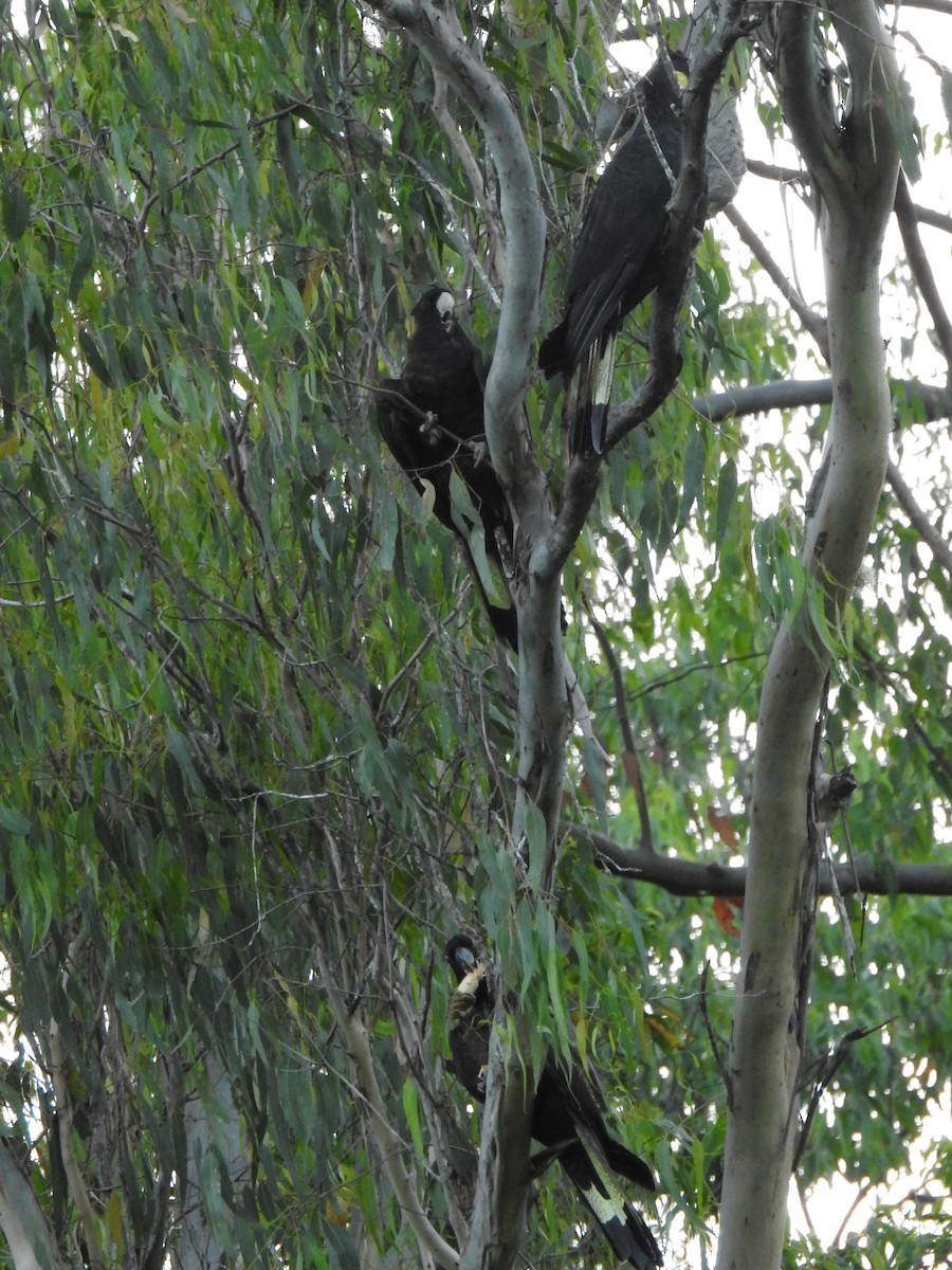 Yellow-tailed Black-Cockatoo - Eliza Scott