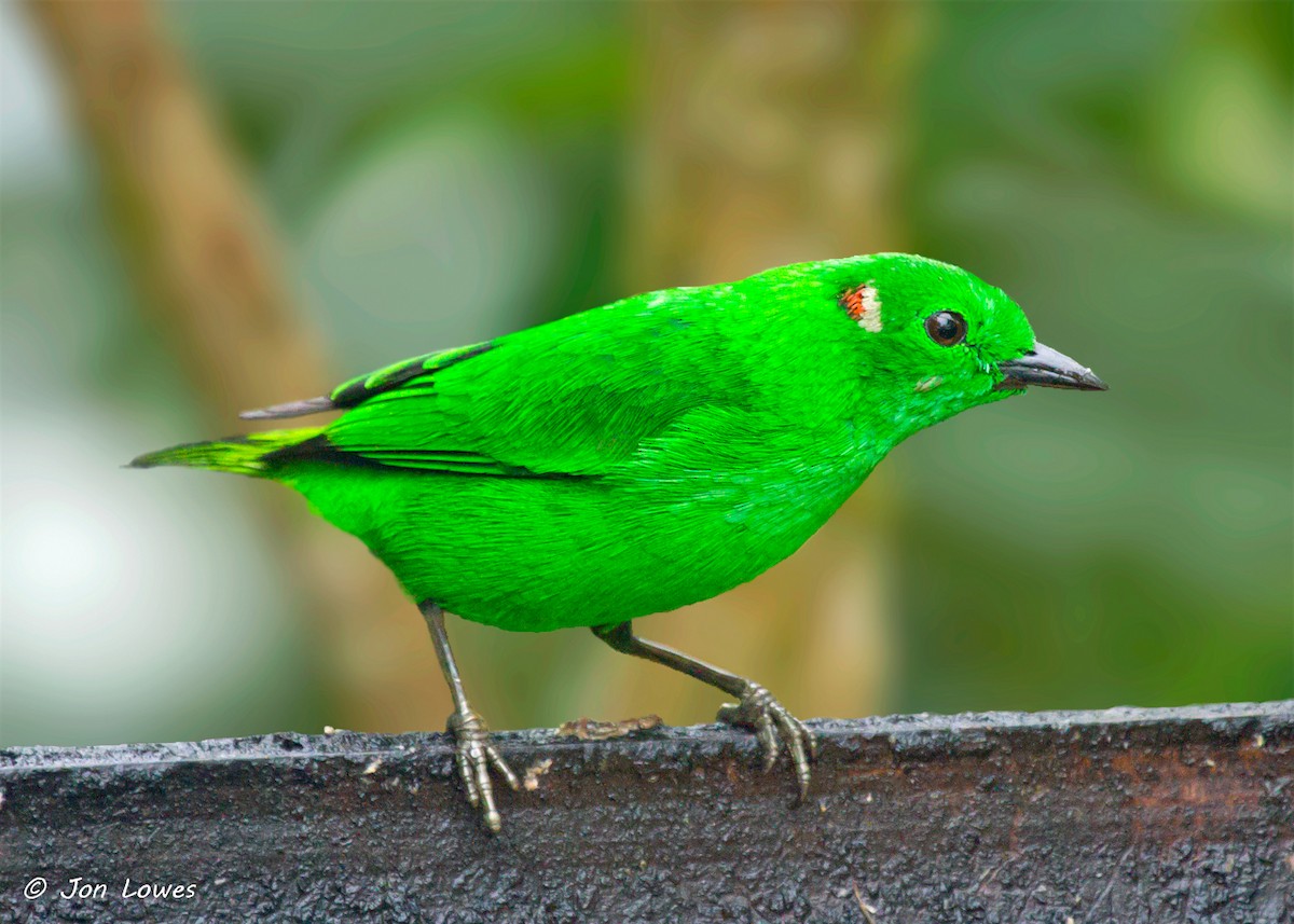 Glistening-green Tanager - Jon Lowes