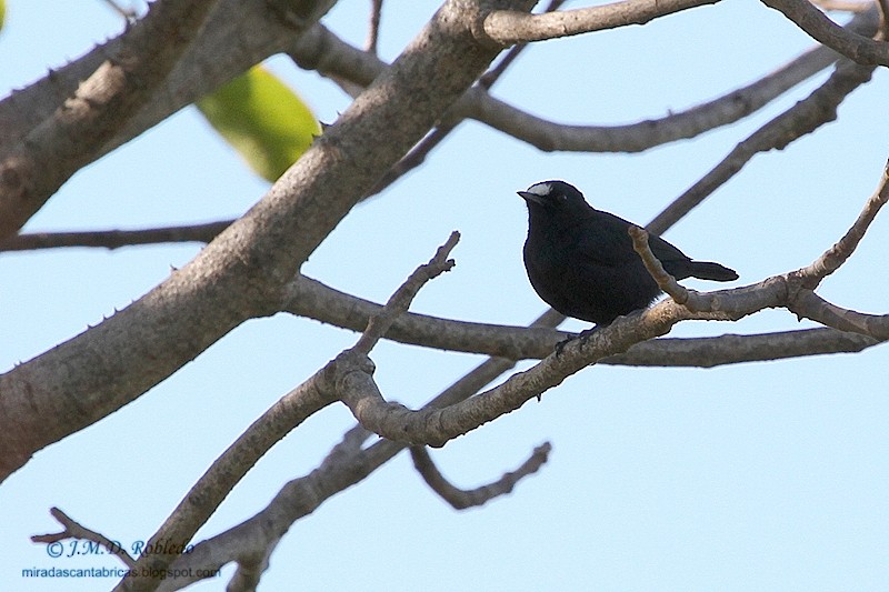 White-fronted Black-Chat - Juan María Domínguez Robledo