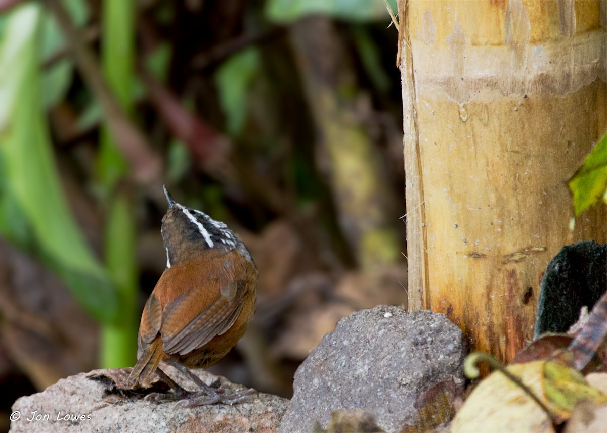 Gray-breasted Wood-Wren (Andean) - Jon Lowes
