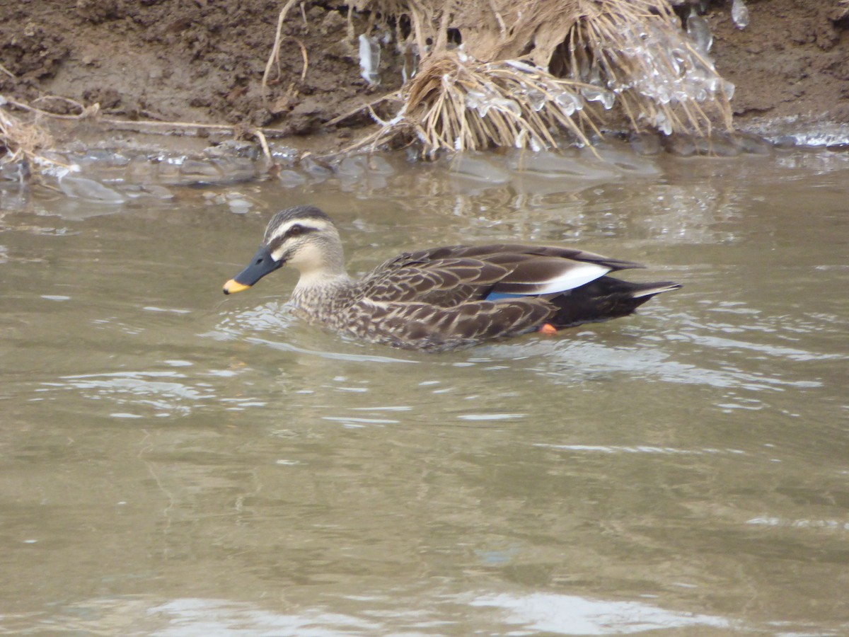 Eastern Spot-billed Duck - ML80938951
