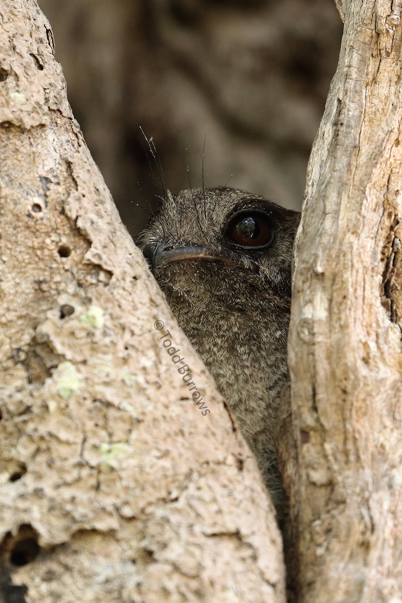 Australian Owlet-nightjar - ML80939141