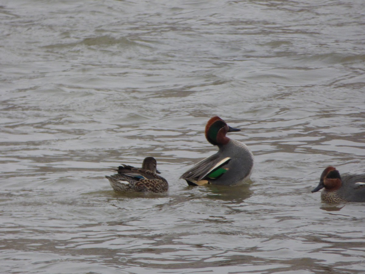Green-winged Teal - ML80939161