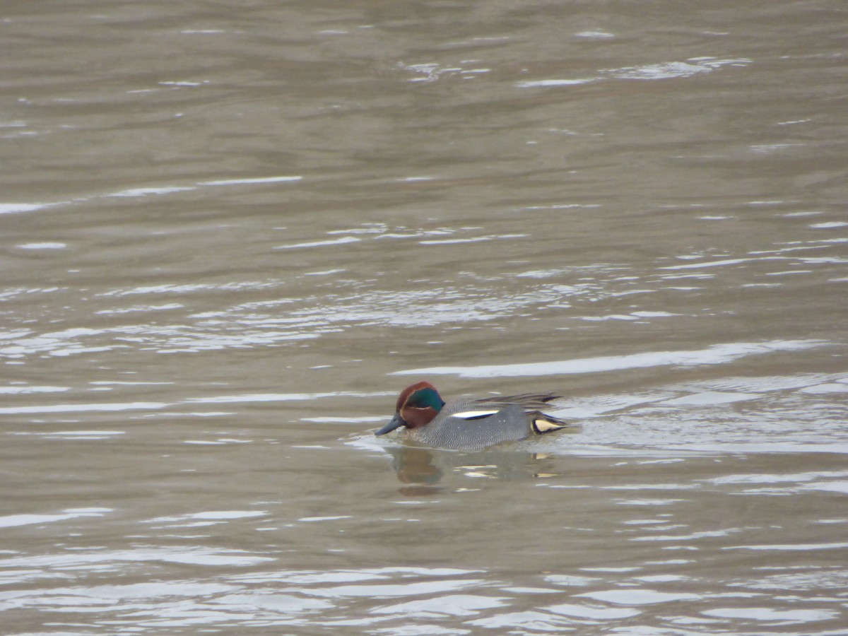 Green-winged Teal - ML80939171