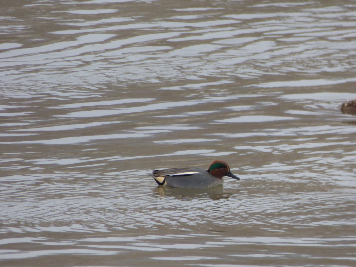 Green-winged Teal - ML80939181
