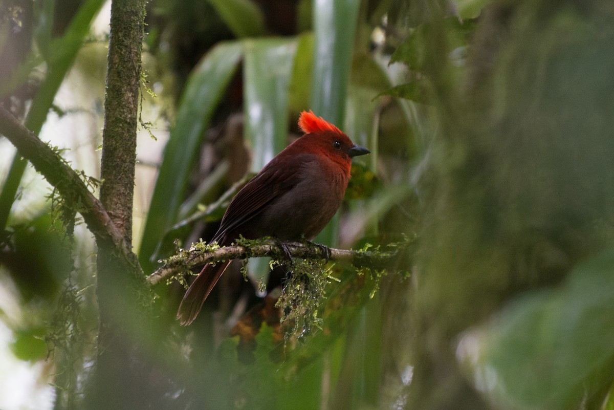 Crested Ant-Tanager - ML80939741