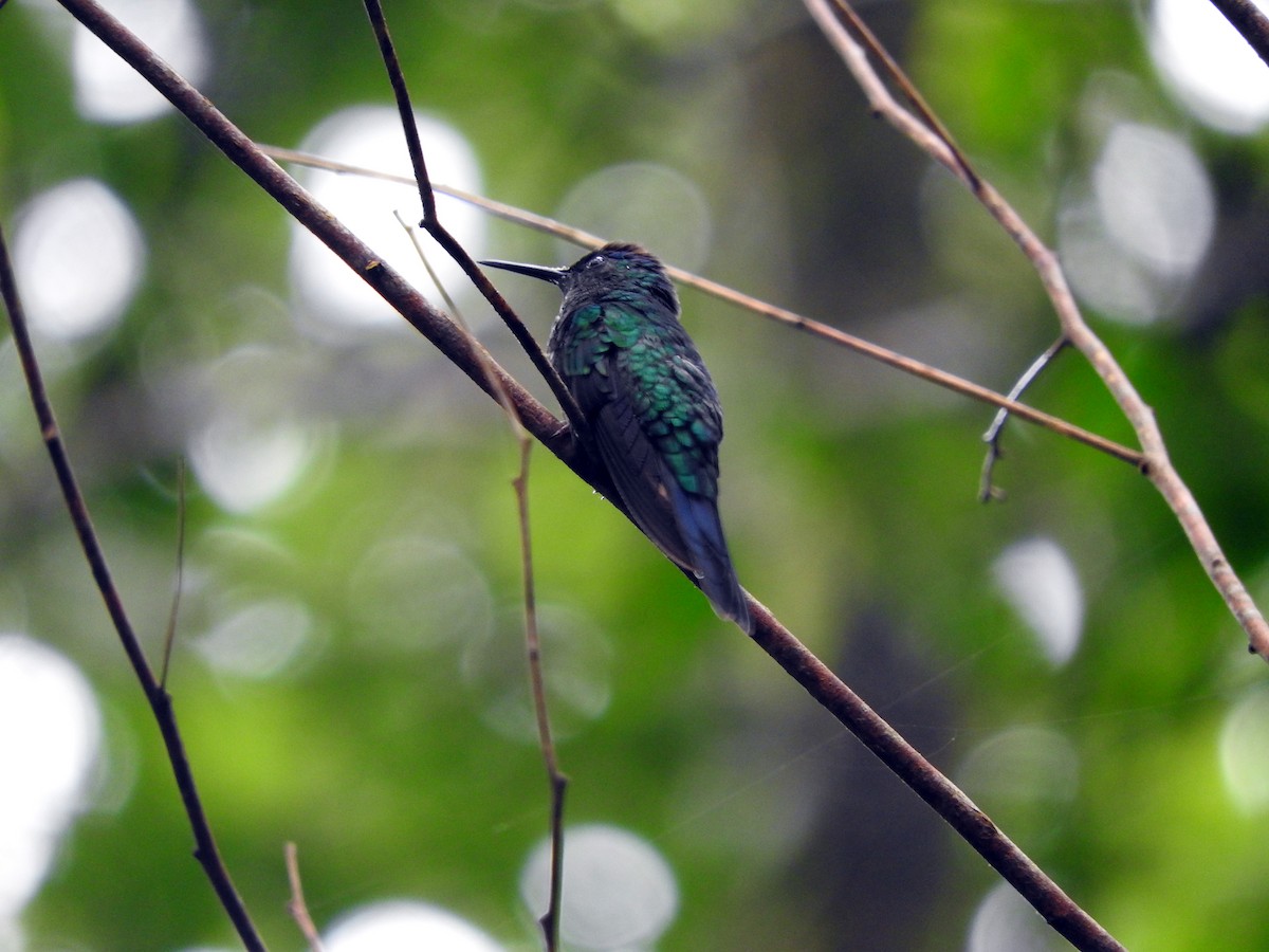 kolibřík fialovotemenný - ML80939991