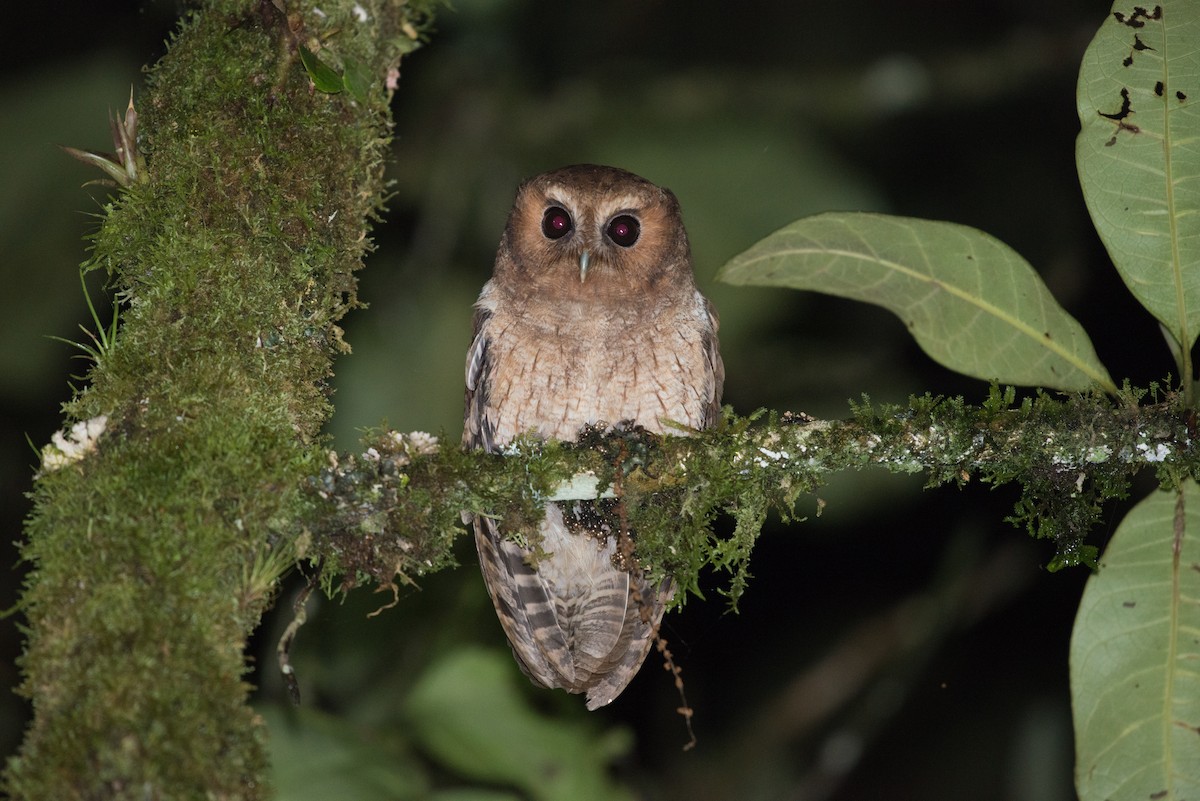 Rufescent Screech-Owl (Colombian) - John C. Mittermeier