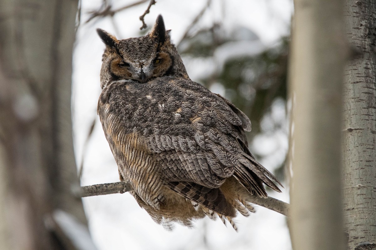 Great Horned Owl - Yannick Fleury