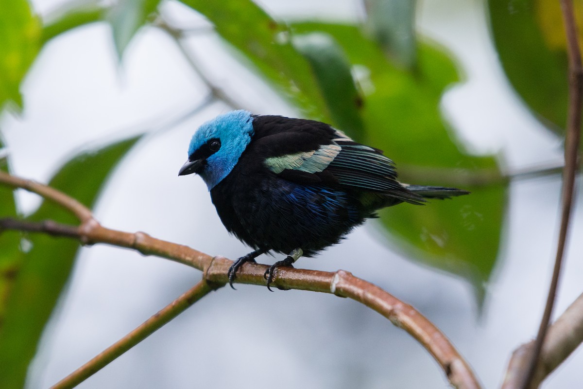 Blue-necked Tanager - ML80940401