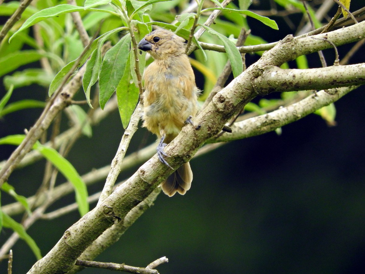 White-bellied Seedeater - ML80940841