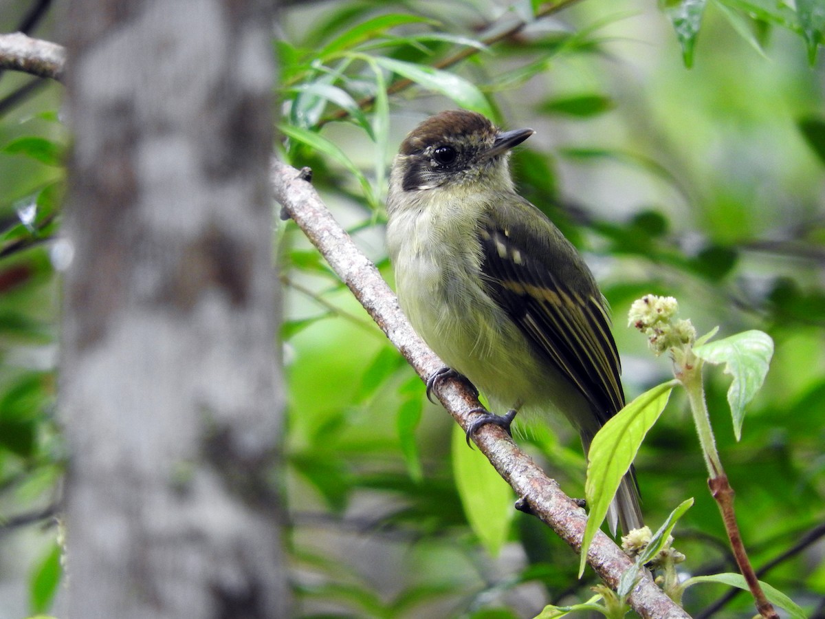Sepia-capped Flycatcher - ML80941521