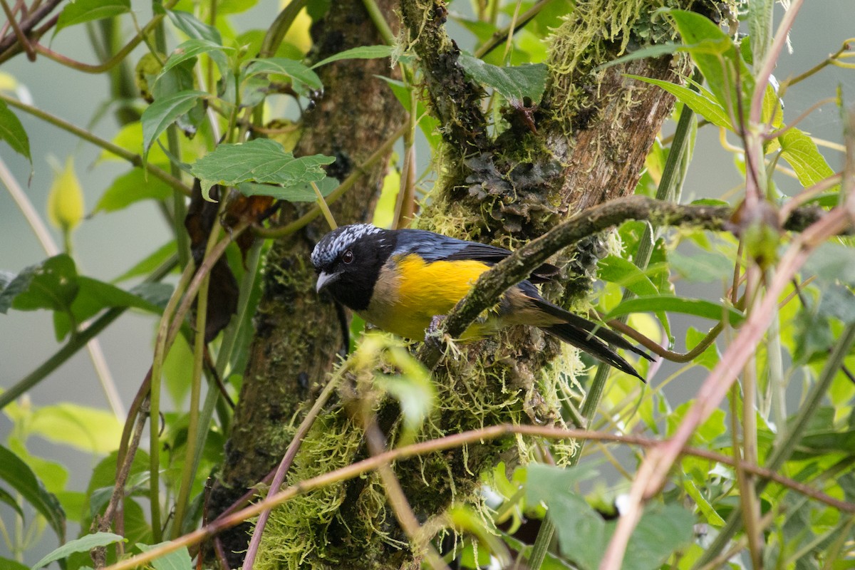 Buff-breasted Mountain Tanager - ML80942391