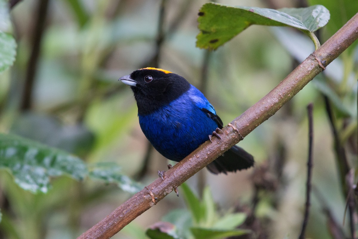 Golden-crowned Tanager - ML80945081