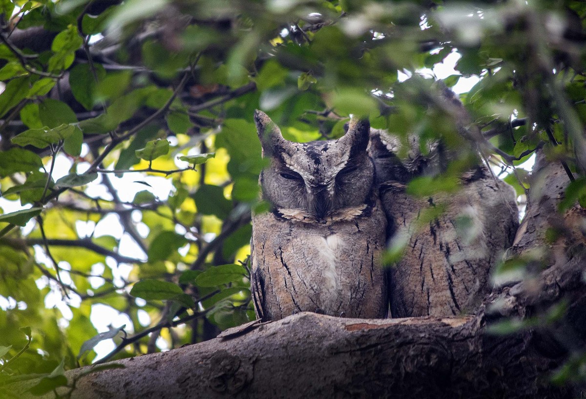Indian Scops-Owl - Ameya Deshpande
