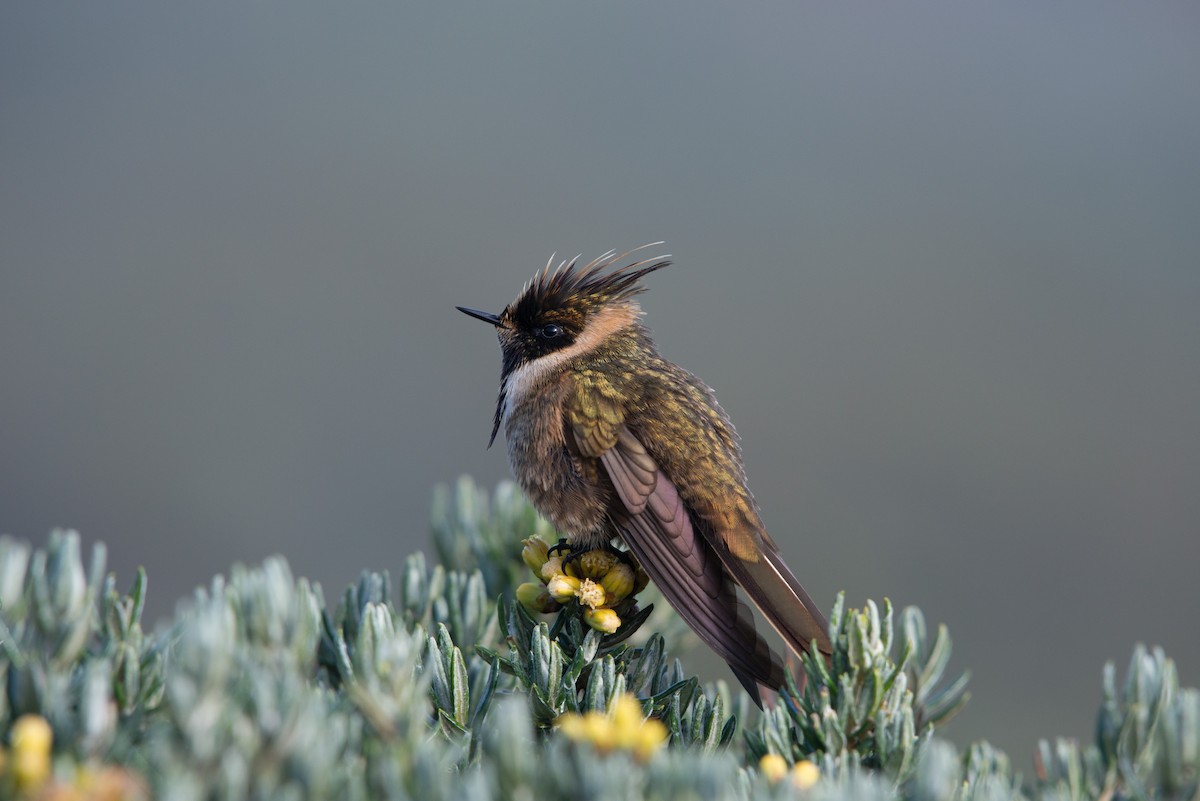 kolibřík tolimský - ML80947381