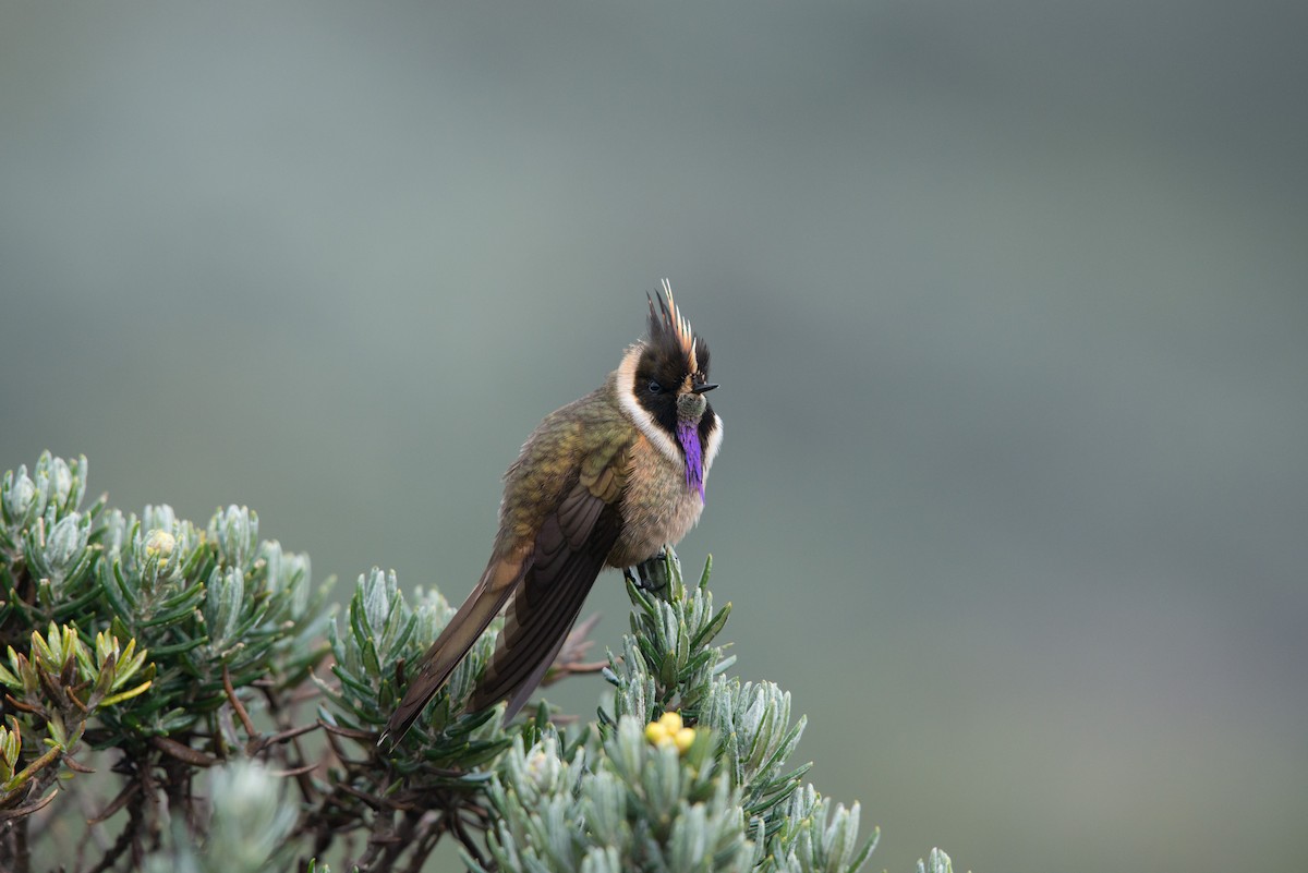 kolibřík tolimský - ML80947471