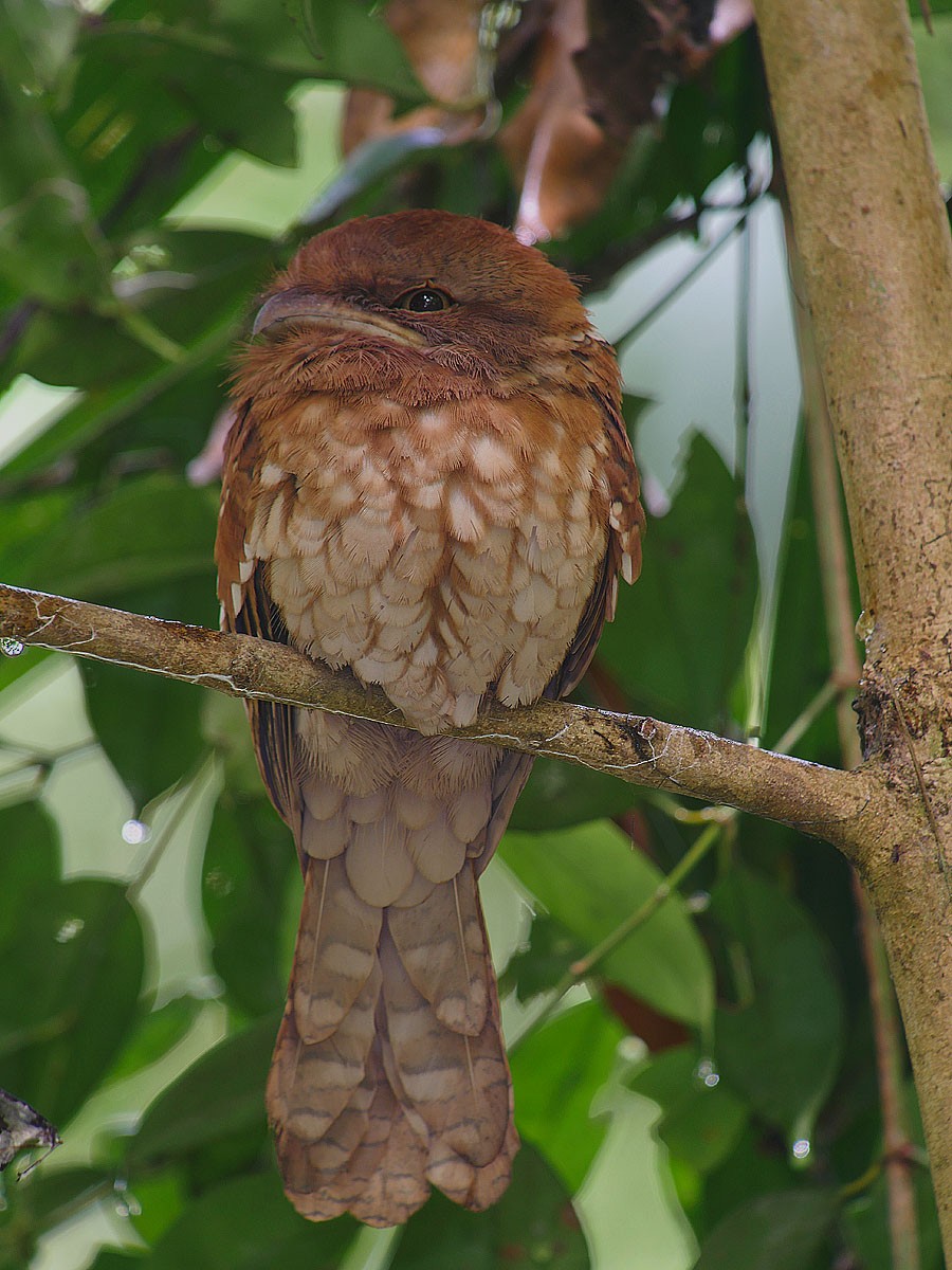 Gould's Frogmouth - ML80948261
