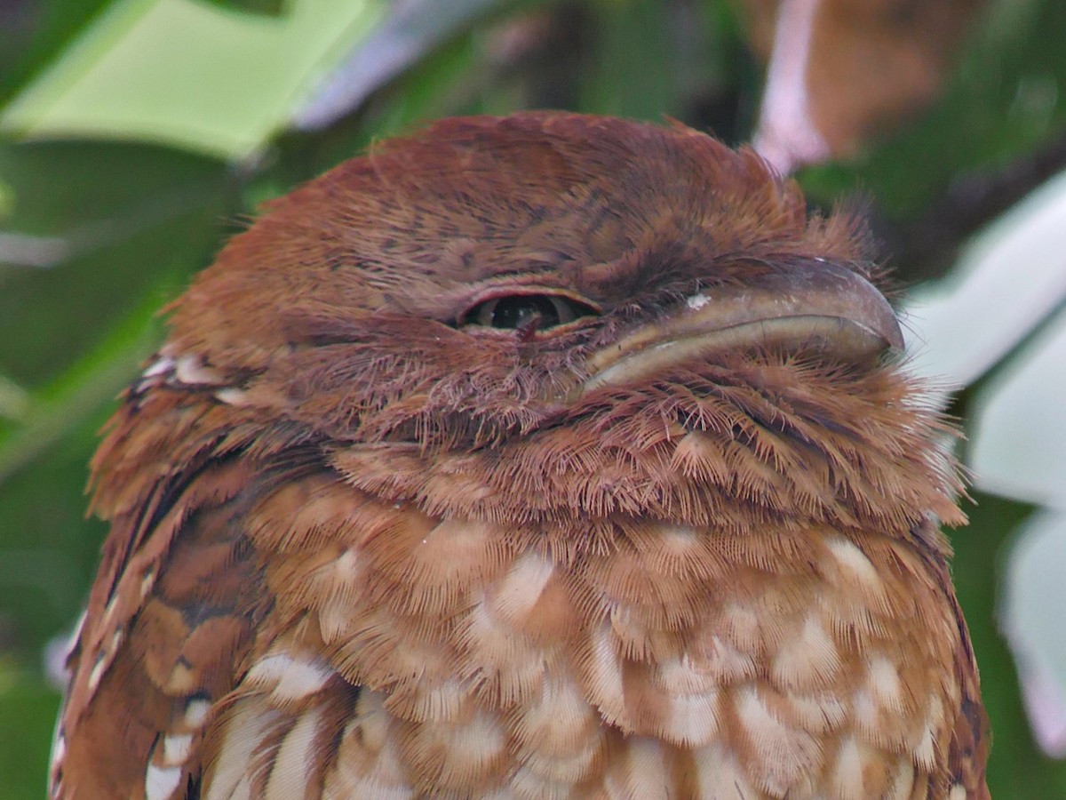 Gould's Frogmouth - ML80948291