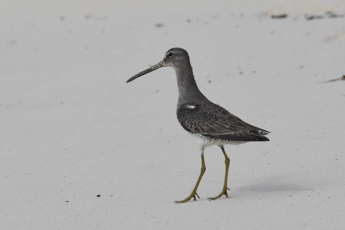 Long-billed Dowitcher - ML80948821