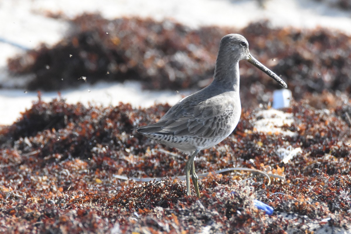 Long-billed Dowitcher - ML80948851