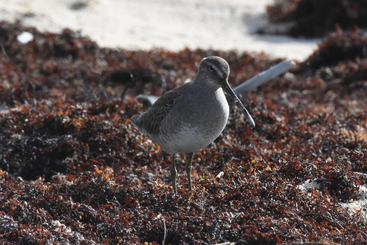 Long-billed Dowitcher - ML80948861